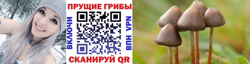 как найти закладки Дрезна гидра онион Псилоцибиновые грибы Magic Shrooms